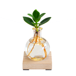 Glowplant - Clusia in vaasje met lampje