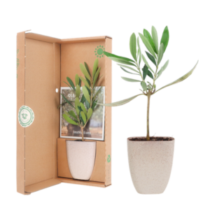 Mini Olijfboom in brievenbusdoosje met info boekje