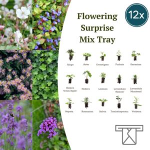 Mix Tray – 12 Pluggen | Laat je Verrassen door een Kleurrijke Plantenmix!