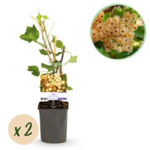 Green boutiQ - Fruitplant - Aalbes - Ribes rubrum White Pearl - Witte Bes - 2 planten - Pot 11cm Hoogte 40cm