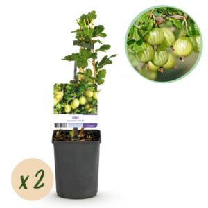 Fruitplant - Kruisbes - Ribes uva-crispa Invicta - Groene Bes - 2 planten - Pot 11cm Hoogte 40cm