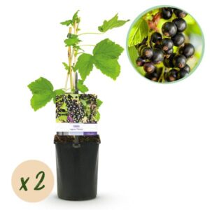 Green boutiQ - Fruitplant - Zwarte bes - Ribes nigrum Titania - Zwarte Bes - 2 planten - Pot 11cm Hoogte 40cm