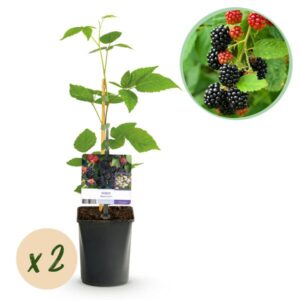 Green boutiQ - Fruitplant - Braam - Rubus Black Satin - Zwarte Braam - Doornloos - 2 planten - Pot 11cm Hoogte 40cm