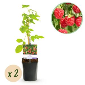Green boutiQ - Fruitplant - Framboos - Rubus Mailing Promise - Rode Framboos - 2 planten - Pot 11cm Hoogte 40cm