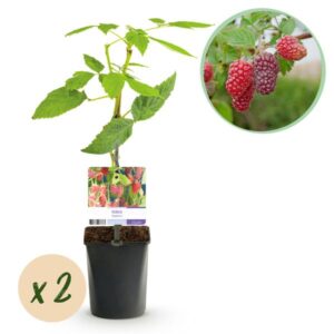 Green boutiQ - Fruitplant - Taybes - Rubus Tayberry - Rode Vrucht - 2 planten - Pot 11cm Hoogte 40cm