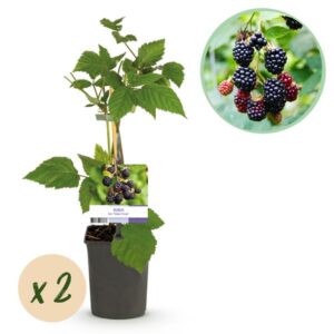 Green boutiQ - Fruitplant - Braam - Rubus fruticosus Triple Crown - Zwarte Braam - Doornloos - 2 planten - Pot 11cm Hoogte 40cm