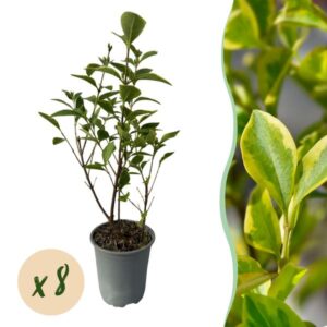 Green boutiQ - Haagplanten - Ligustrum ovalifolium Aureum - blad geel groen - 8 planten - 1 strekkende meter - groenblijvend - pot 9cm hoogte 35-40cm