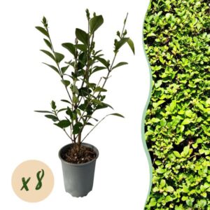 Green boutiQ - Haagplanten - Ligustrum ovalifolium - blad groen - 8 planten - 1 strekkende meter - groenblijvend - pot 9cm hoogte 35-40cm