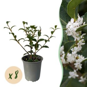 Green boutiQ - Haagplanten - Osmathus burkwoodii - blad groen - 8 planten - 1 strekkende meter - groenblijvend - pot 9cm hoogte 25-30cm