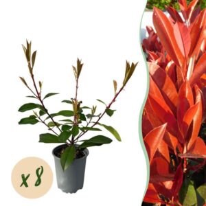 Green boutiQ - Haagplanten - Photnia fraseri Red Robin - blad rood groen - 8 planten - 1 strekkende meter - groenblijvend - pot 9cm hoogte 30-35cm