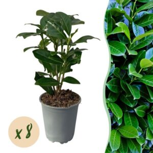 Green boutiQ - Haagplanten - Prunus laurocerasus Novita - blad groen - 8 planten - 1 strekkende meter - groenblijvend - pot 9cm hoogte 30-35cm