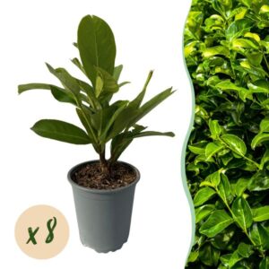 Green boutiQ - Haagplanten - Prunus laurocerasus Rotundifolia - blad groen - 8 planten - 1 strekkende meter - groenblijvend - pot 9cm hoogte 30-35cm