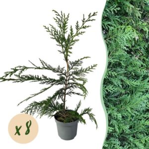 Green boutiQ - Haagplanten - Cupressocyparis leylandii - blad groen - 8 planten - 1 strekkende meter - groenblijvend - pot 9cm hoogte 35-40cm