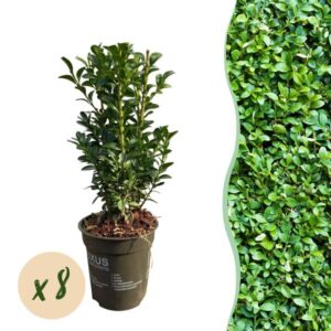 Green boutiQ - Haagplanten - Buxus sempervirens - blad groen - 8 planten - 1 strekkende meter - groenblijvend - pot 9cm hoogte 20-25cm