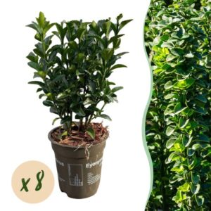 Green boutiQ - Haagplanten - Euonymus japonica Green Spire - blad groen - 8 planten - 1 strekkende meter - groenblijvend - pot 9cm hoogte 20-25cm