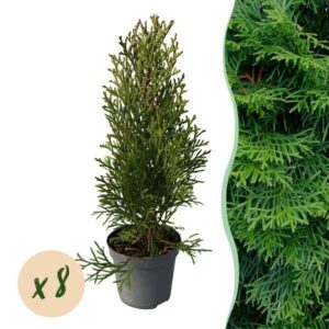 Green boutiQ - Haagplanten - Thuja occidentalis Smaragd - blad groen - 8 planten - 1 strekkende meter - groenblijvend - pot 9cm hoogte 30-35cm