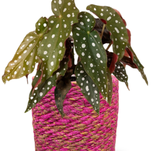 Easter - Begonia Maculata + Mand Malin Roze D12H12cm