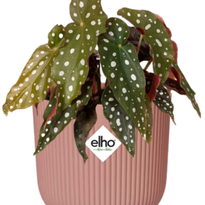 Begonia Maculata + ELHO Vibes Fold 14cm roze