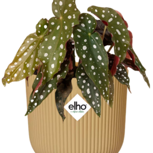 Begonia Maculata + ELHO Vibes Fold 14cm geel