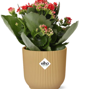 Kalanchoe Rosalina Don Justino Rood + ELHO Vibes Fold 14cm geel