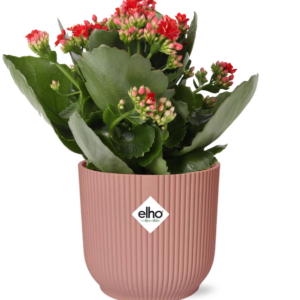 Mother's Day - Kalanchoe Rosalina Don Justino Rood + ELHO Vibes Fold 14cm roze