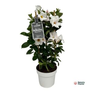 Mandevilla Sundaville White In Toren (Dipladenia) - Ø17cm - ↕55cm
