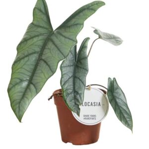 Alocasia Heterophylla - Ø12cm - ↕25cm