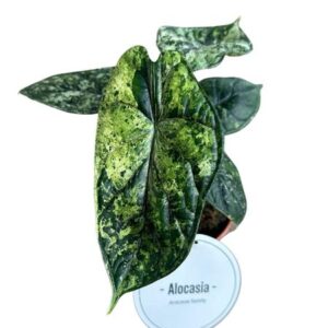 Alocasia Dragon Scale Variegata - Ø12cm - ↕25cm