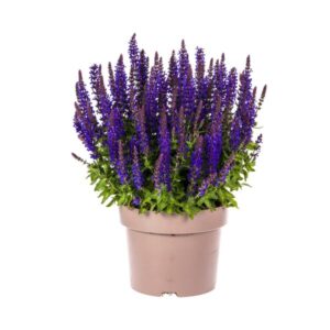 Salvia nemorosa Rianne Ø19cm - ↕50 - 60cm