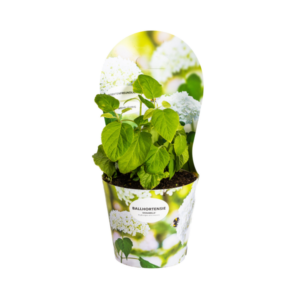 Hydrangea arborescens Annabelle Potcover - Ø19cm ↕30 - 40cm