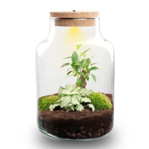 DIY Planten terrarium met licht - Little Milky Bonsai - Ø 17 cm ↑ 25 cm