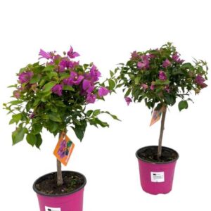 Bougainvillea Sanderiana Op Stam - 1 stuk - Ø17cm - ↕55cm