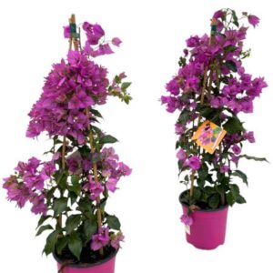 Bougainvillea Sanderiana Piramide - 1 stuk - Ø17cm - ↕70cm