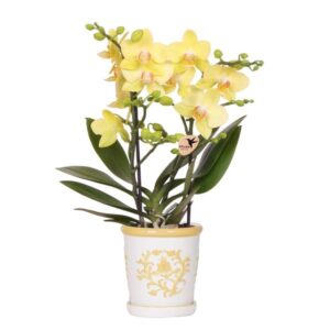 Kolibri Orchids | Gele orchidee Albenga + Malaga sierpot geel - potmaat Ø9cm | bloeiende kamerplant - vers van de kweker