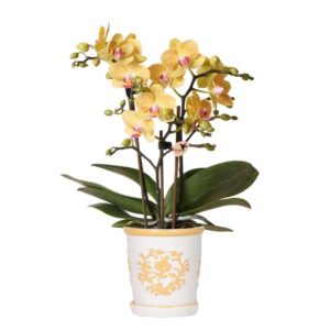 Kolibri Orchids | Gele orchidee Lima + Malaga sierpot licht oranje - potmaat Ø9cm | bloeiende kamerplant - vers van de kweker