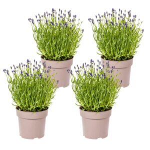 4x Lavandula Angustifolia Ø19cm - ↕40 - 50cm