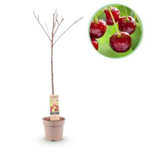 Green boutiQ - Fruitplant - Kersenboom - Prunus avium Regina - Rode kers - Pot 21cm Hoogte 90cm