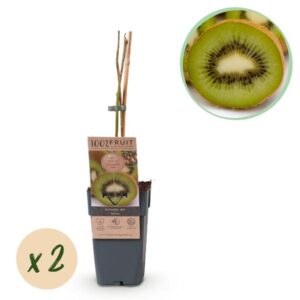 Green boutiQ - Fruitplant - Groene Kiwi - Actinidia deliciosa Jenny - Groene Vrucht - 2 planten - Pot 15cm Hoogte 50cm