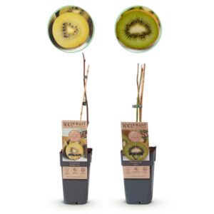 Green boutiQ - Fruitplant - Groene & Gele Kiwi - Actinidia deliciosa Jenny & Golden Kiwi - 2 planten - Pot 15cm Hoogte 50cm