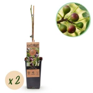 Green boutiQ - Fruitplant - Vijgenboom - Ficus caria Little mis Figgy - Rode Vrucht - 2 planten - Pot 15cm Hoogte 50cm