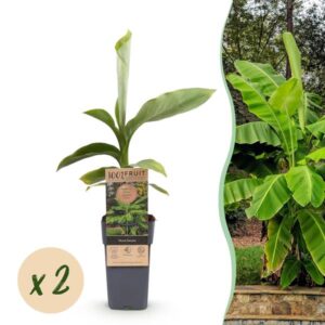 Green boutiQ - Fruitplant - Japanse vezelbanaan - Musa Basjoo - Winterhard - 2 planten - Pot 15cm Hoogte 50cm