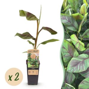 Green boutiQ - Fruitplant - Japanse vezelbanaan - Musa Ever Red - Winterhard - 2 planten - Pot 15cm Hoogte 50cm