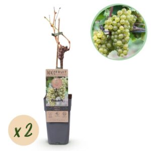 Green boutiQ - Fruitplant - Witte Druif - Vitis vinifera Bianca - 2 planten - Pot 15cm Hoogte 50cm