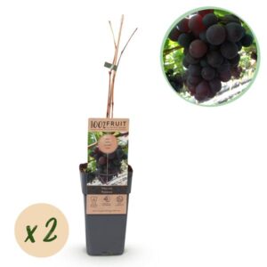 Green boutiQ - Fruitplant - Paarse Druif - Vitis vinifera Vanessa - Pitloos - 2 planten - Pot 15cm Hoogte 50cm