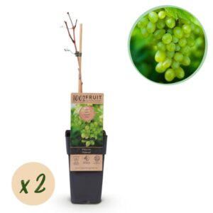 Green boutiQ - Fruitplant - Witte Druif - Vitis vinifera Himrod - Pitloos - 2 planten - Pot 15cm Hoogte 50cm