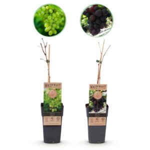 Green boutiQ - Fruitplant - Paarse & Witte Druif - Vitis vinifera Vanessa & Himrod - Pitloos - 2 planten - Pot 15cm Hoogte 50cm