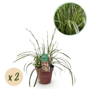 Green boutiQ - Siergrassen - Carex morrowii Ice Dance - Wit & Groen - 2 Planten - Bladhoudend - Weinig Onderhoud - Pot 17cm Hoogte 50cm