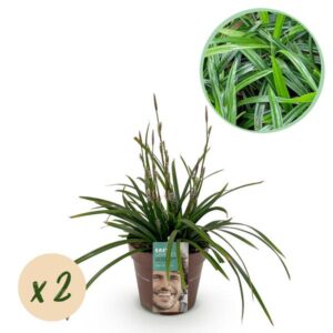 Green boutiQ - Siergrassen - Carex morrowii Irish Green - Groen & Geel - 2 Planten - Bladhoudend - Weinig Onderhoud - Pot 17cm Hoogte 50cm