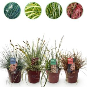Green boutiQ - Siergrassen - 4 Planten - Blauw - Geel - Groen - Rood - Bladhoudend - Weinig Onderhoud - Pot 17cm Hoogte 50cm