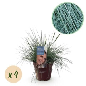 Green boutiQ - Siergrassen - Festuca glauca Intense Blue - Blauw - 4 Planten - Bladhoudend - Weinig Onderhoud - Pot 17cm Hoogte 50cm